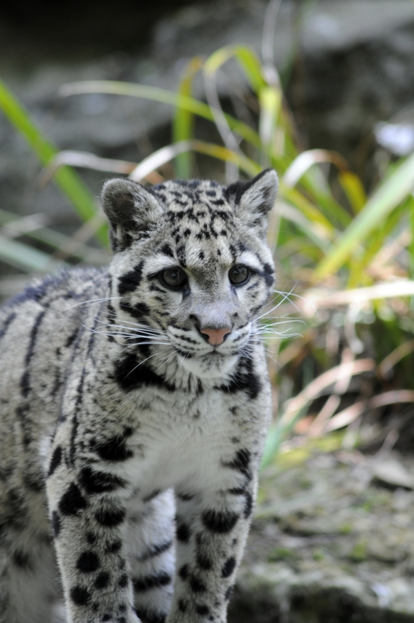 Nimbus - Clouded Leopard