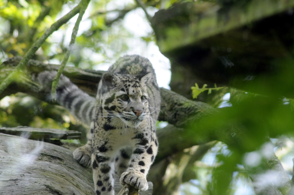 Nimbus - Clouded Leopard