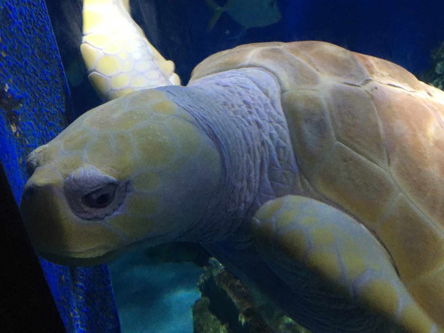 Nimbus the white Loggerhead Sea Turtle