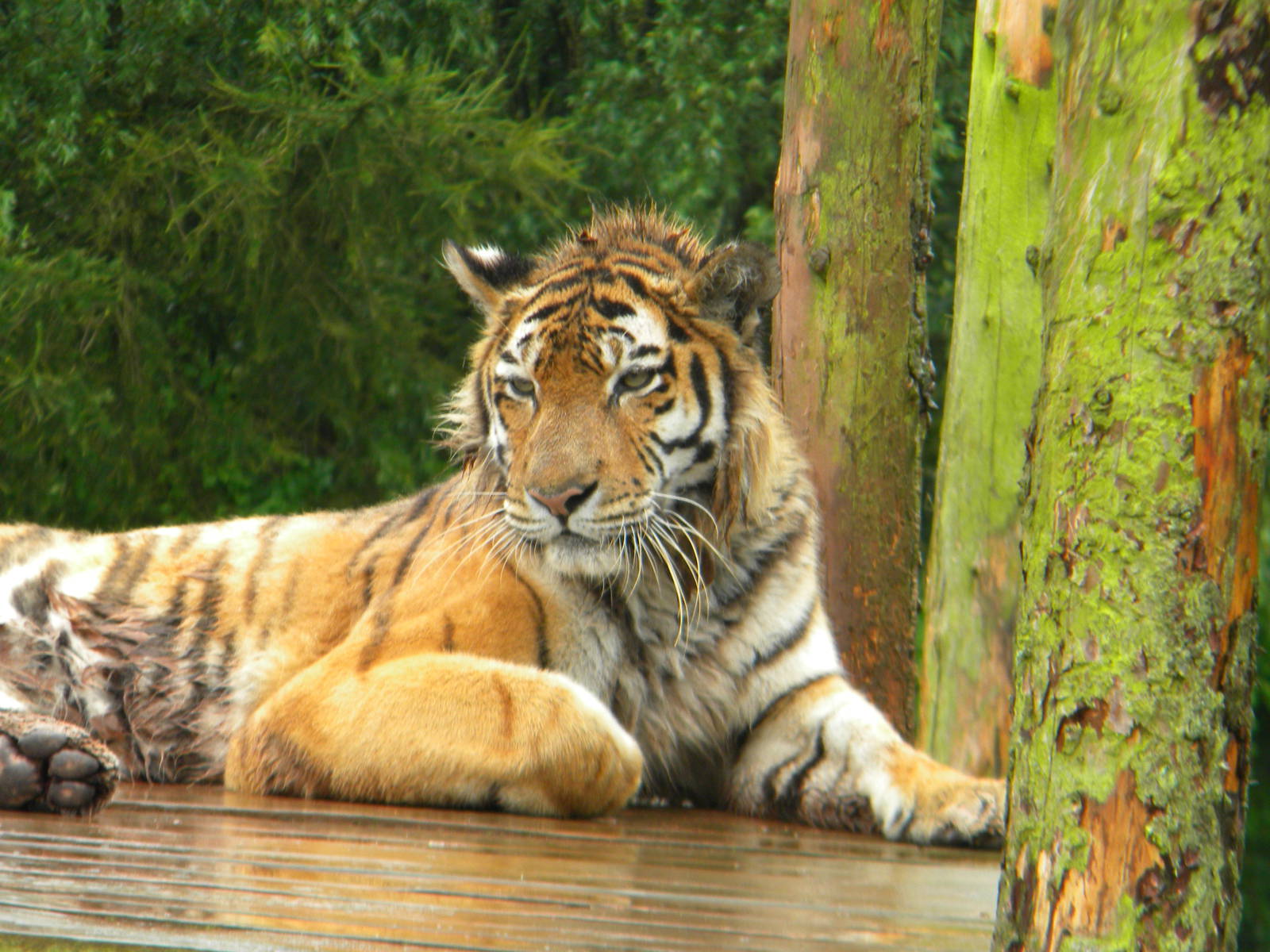 Nina the Amur Tiger at SLWAP 16/07/11
