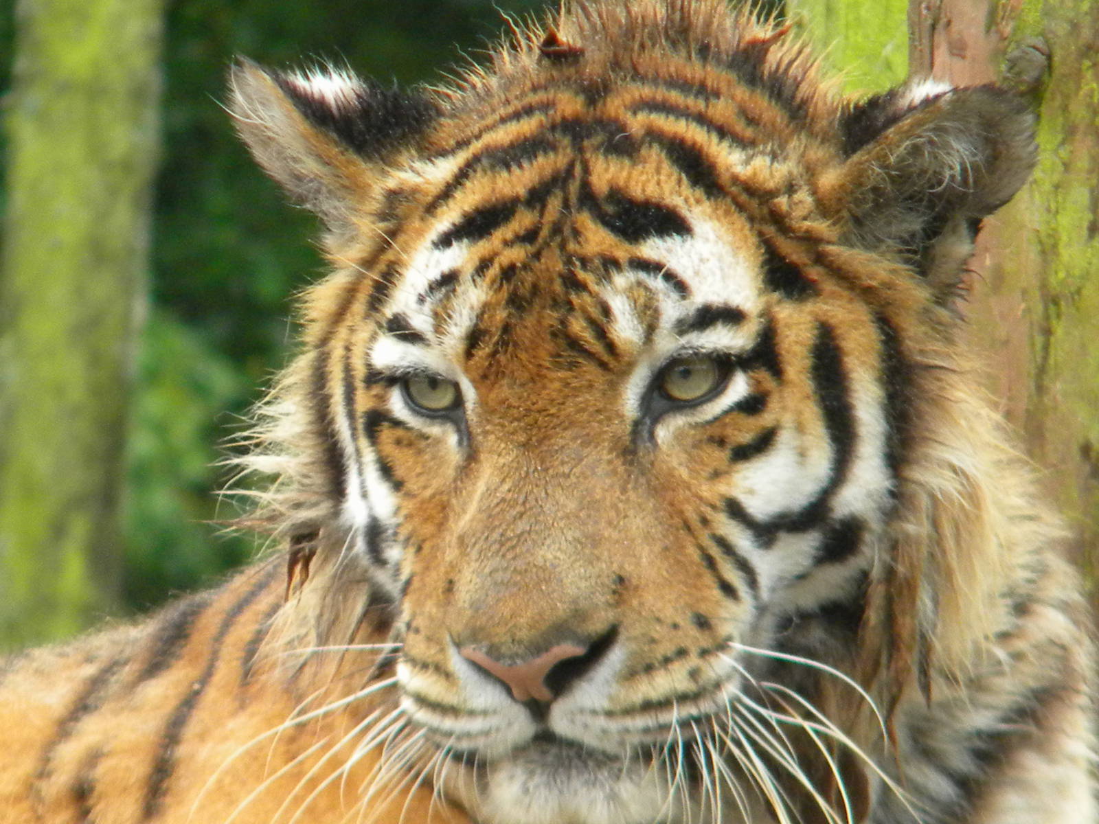 Nina the Amur Tiger at SLWAP 16/07/11