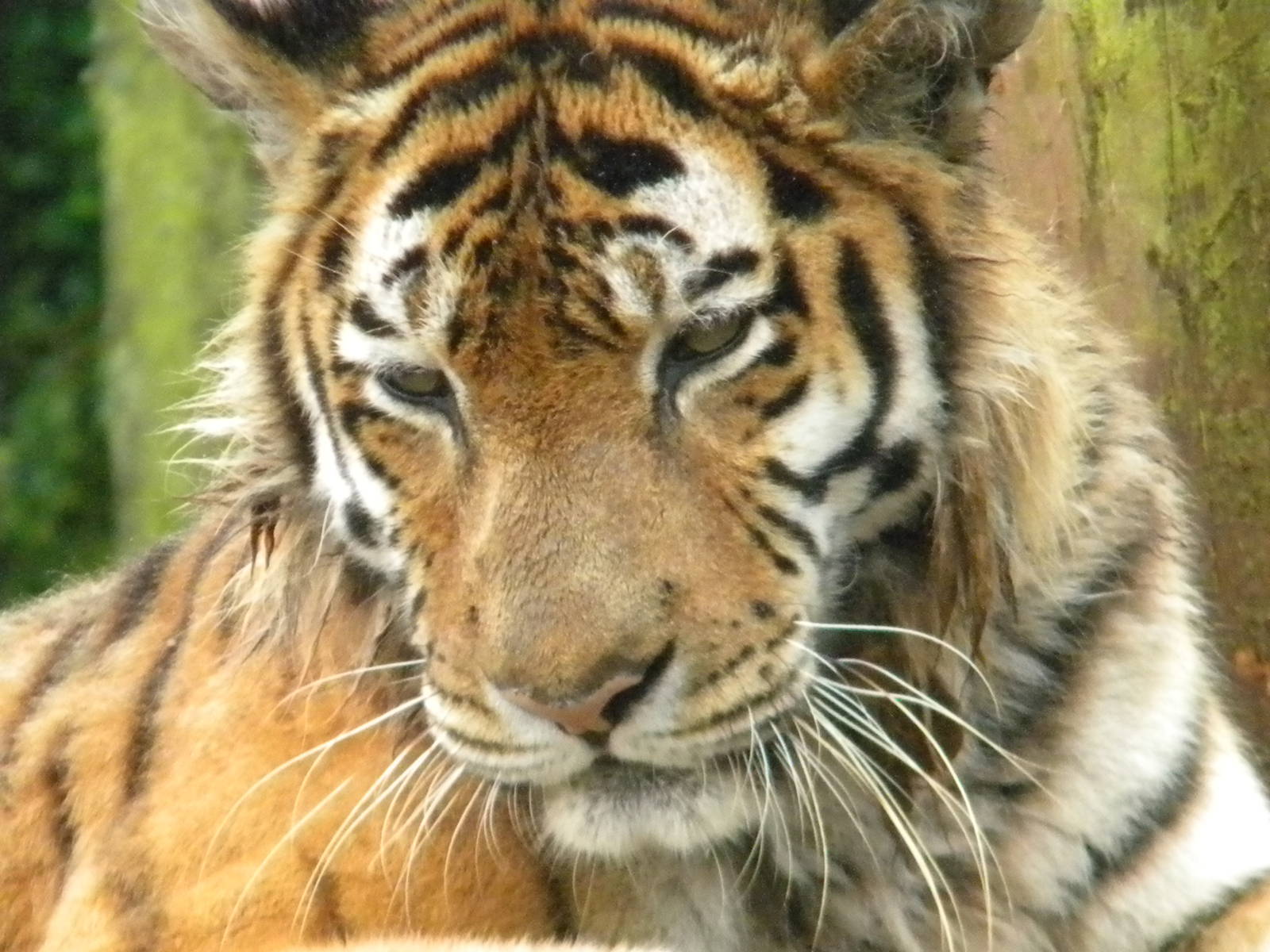 Nina the Amur Tiger at SLWAP 16/07/11