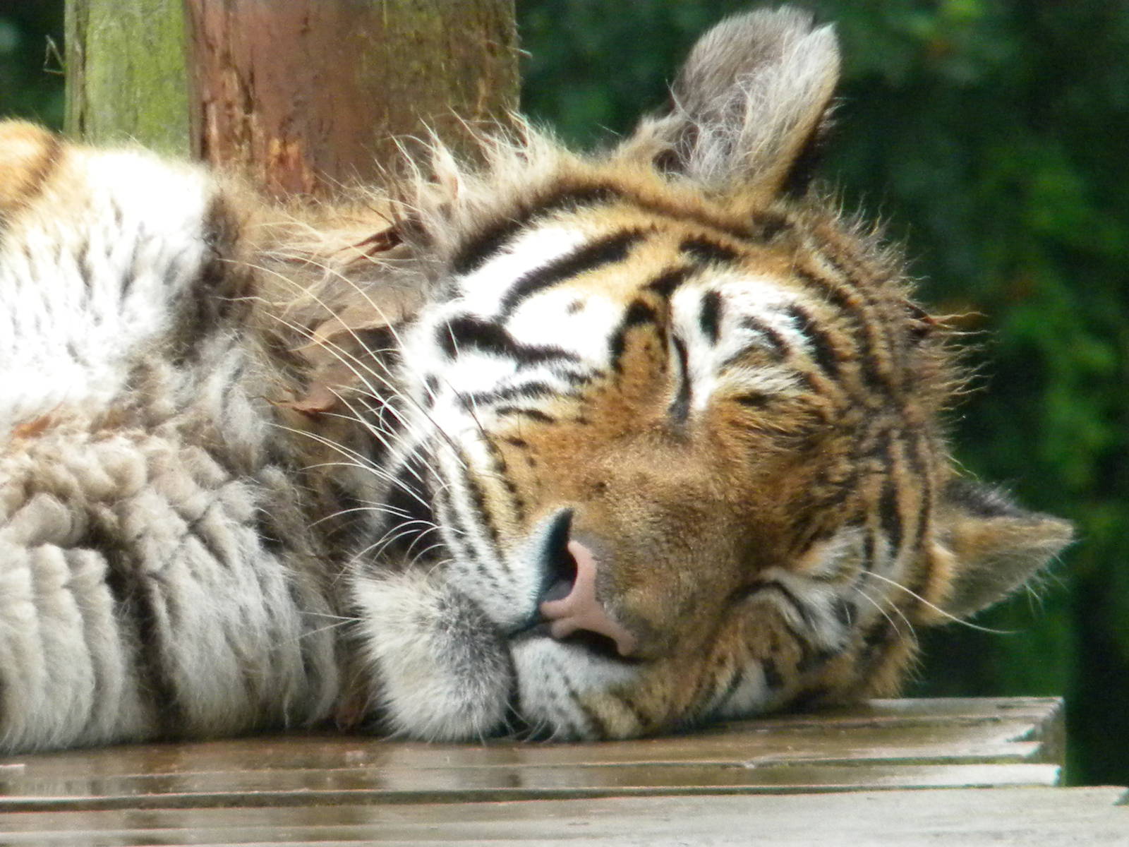 Nina the Amur Tiger at SLWAP 16/07/11
