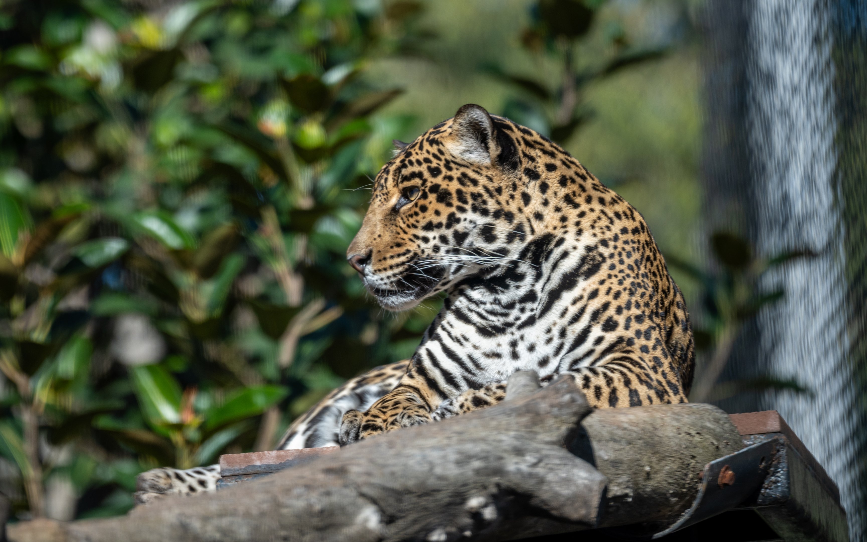 Nindiri the Jaguar