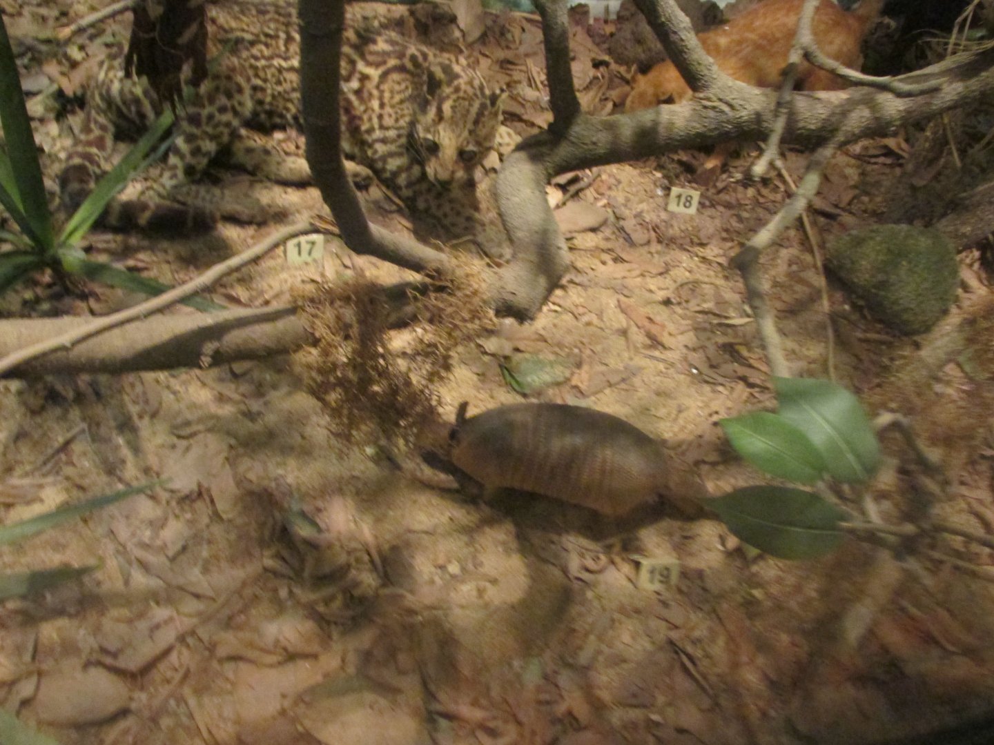 nine banded armadillo and ocelot