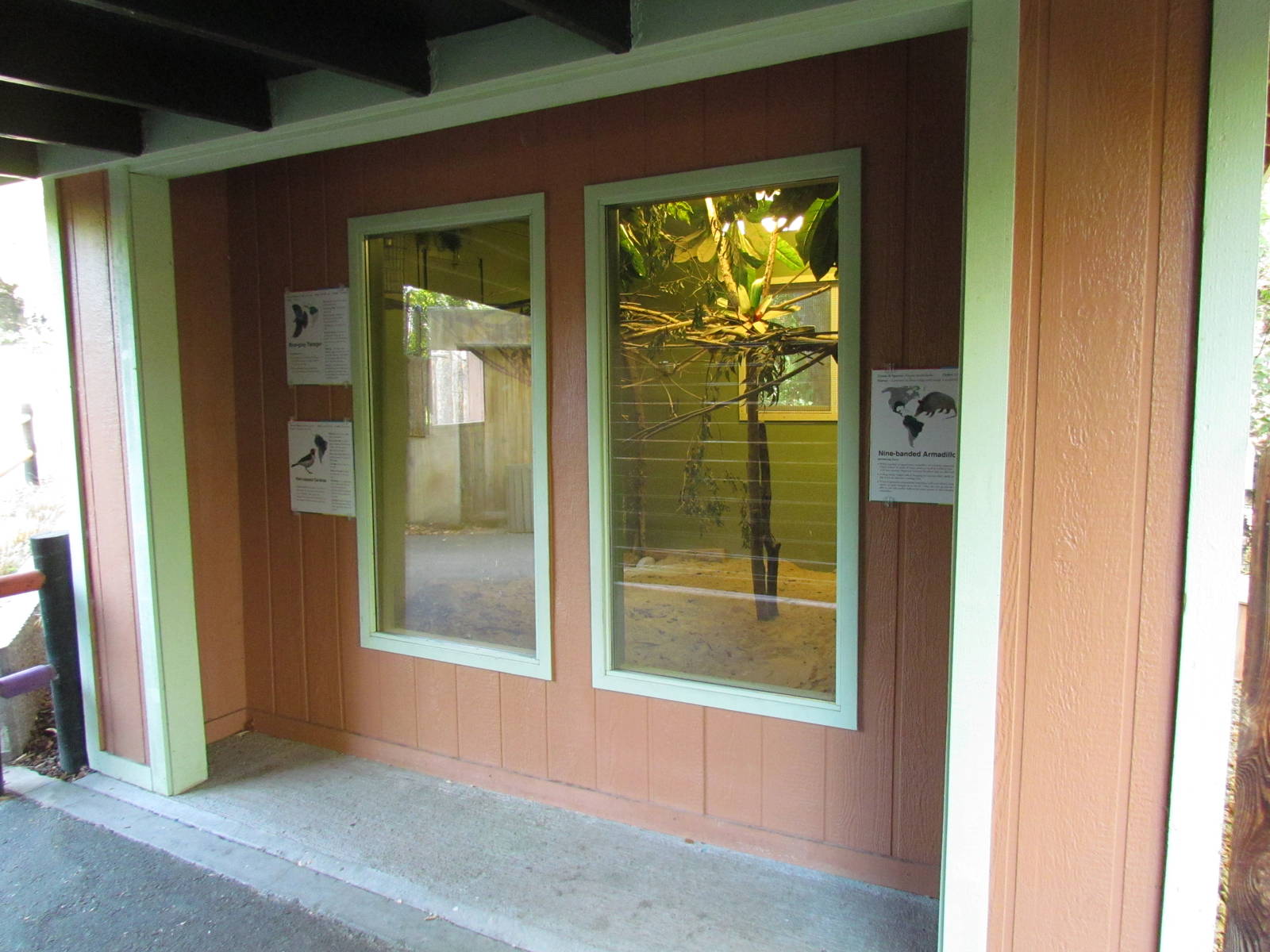 Nine-banded Armadillo, Blue-gray Tanager, and Red-capped Cardinal Exhibit