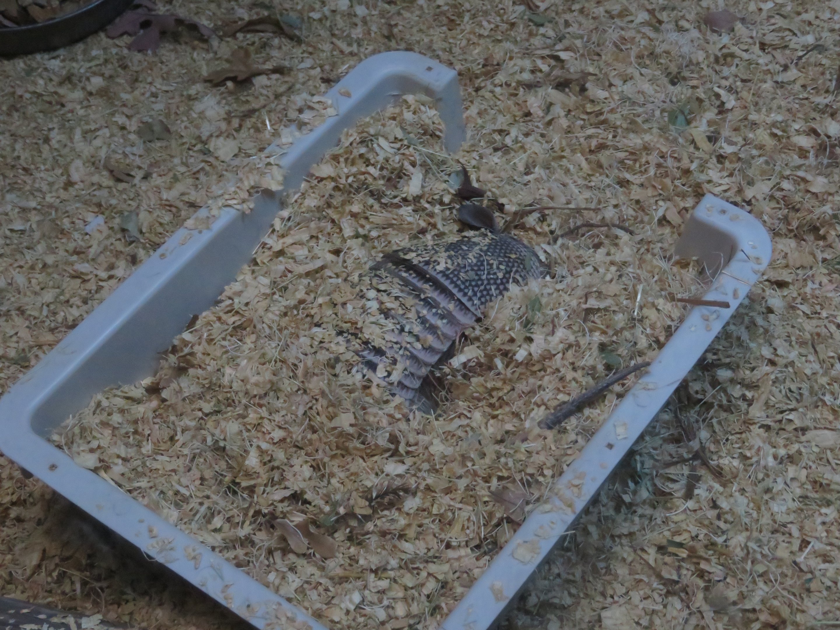 Nine-banded Armadillo Casserole