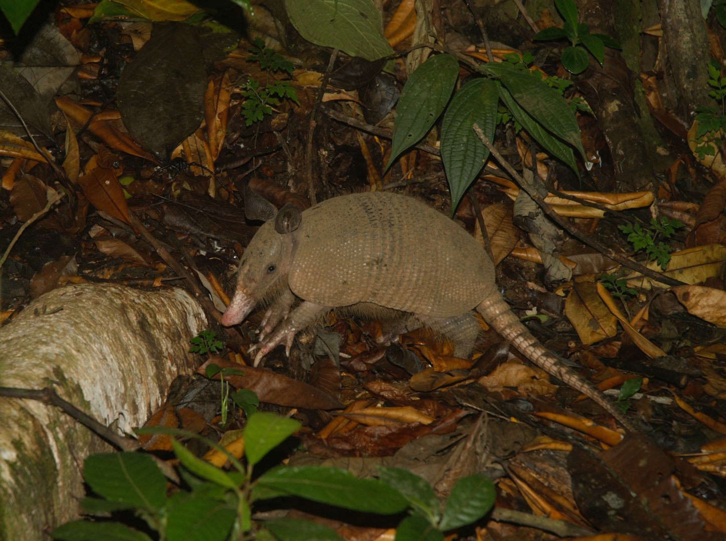 Nine-banded Armadillo (Dasypus novemcictus)