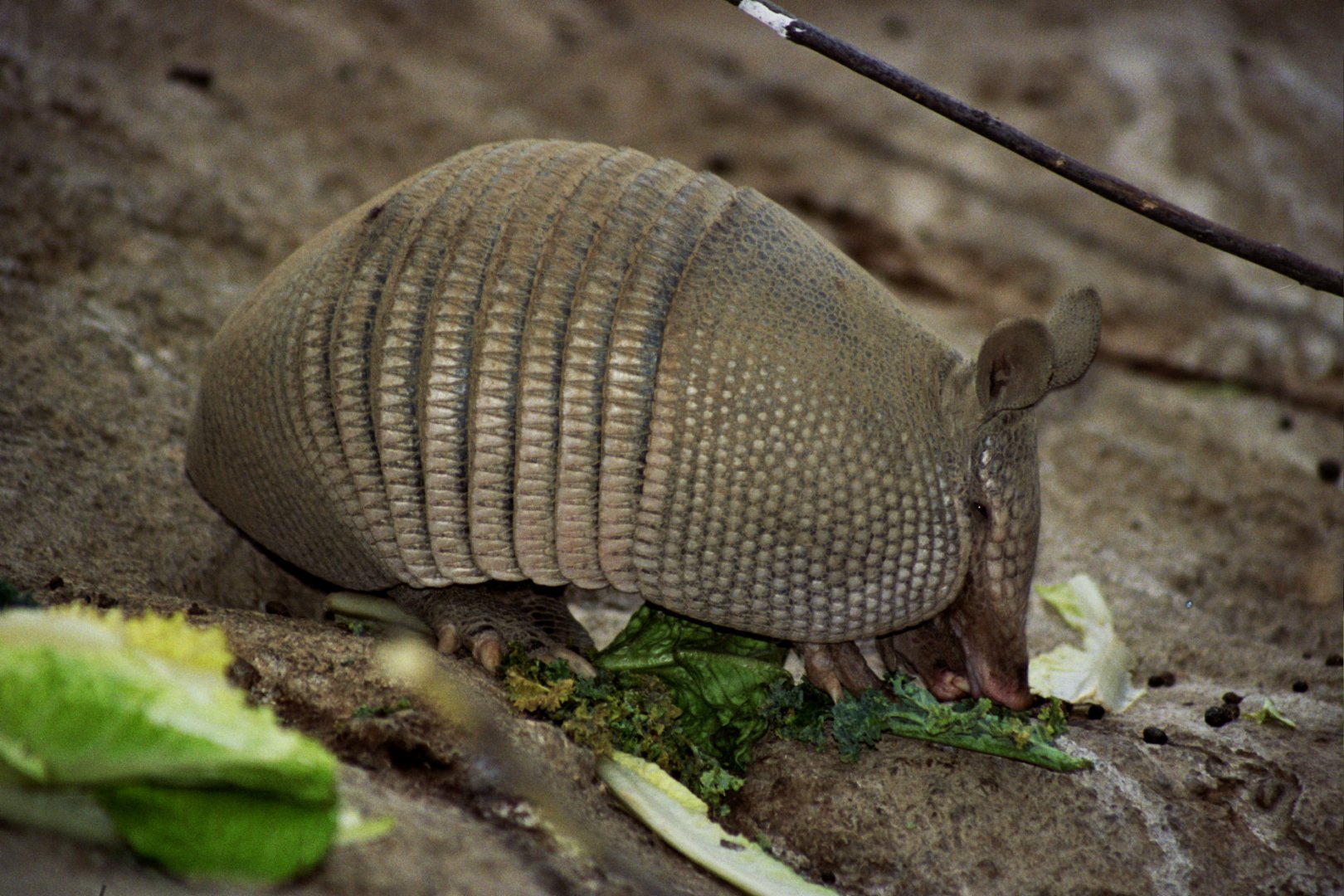 nine-banded armadillo (Dasypus novemcinctus) scanned from 2006