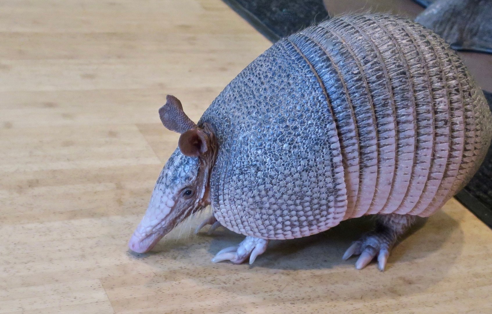 Nine-Banded Armadillo (Dasypus novemcinctus) - Wild Encounters