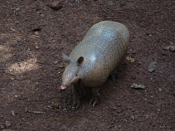 Nine-banded armadillo (Dasypus novemcinctus)