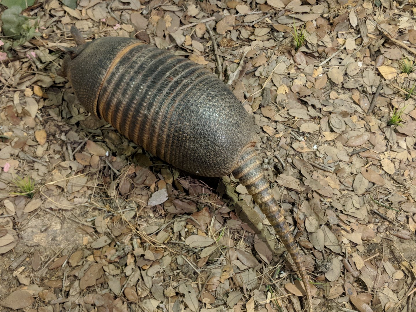 Nine banded armadillo (Dasypus novemcinctus)
