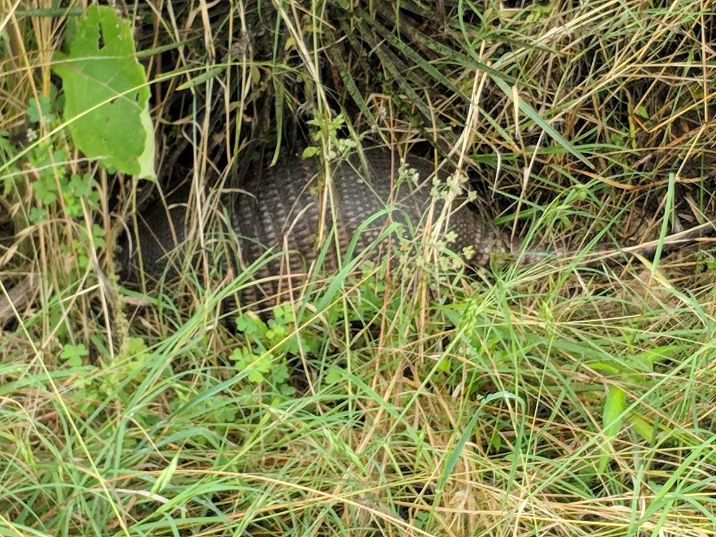 Nine-banded armadillo (Dasypus novemcinctus)