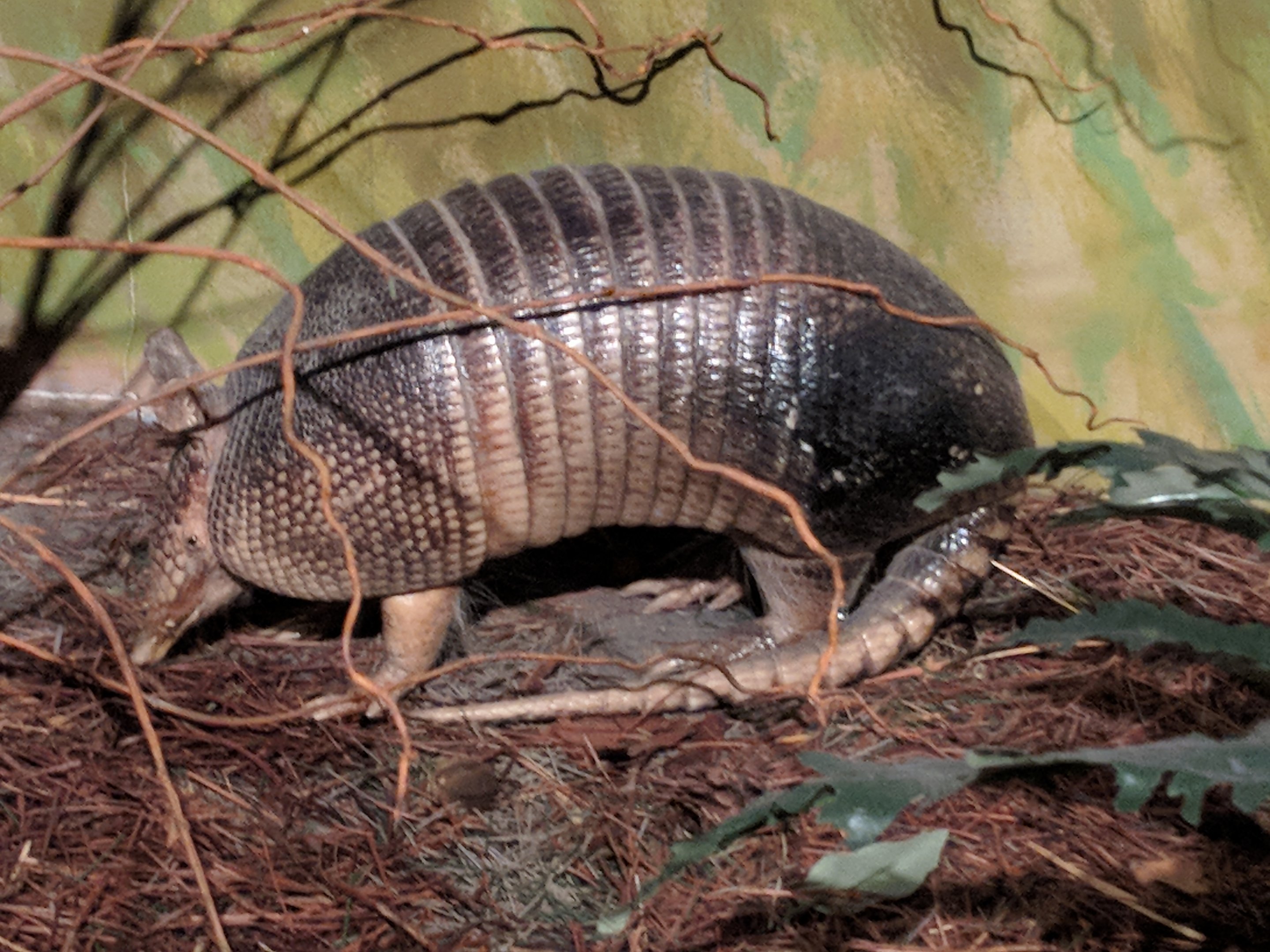 Nine-banded armadillo (Dasypus novemcinctus)