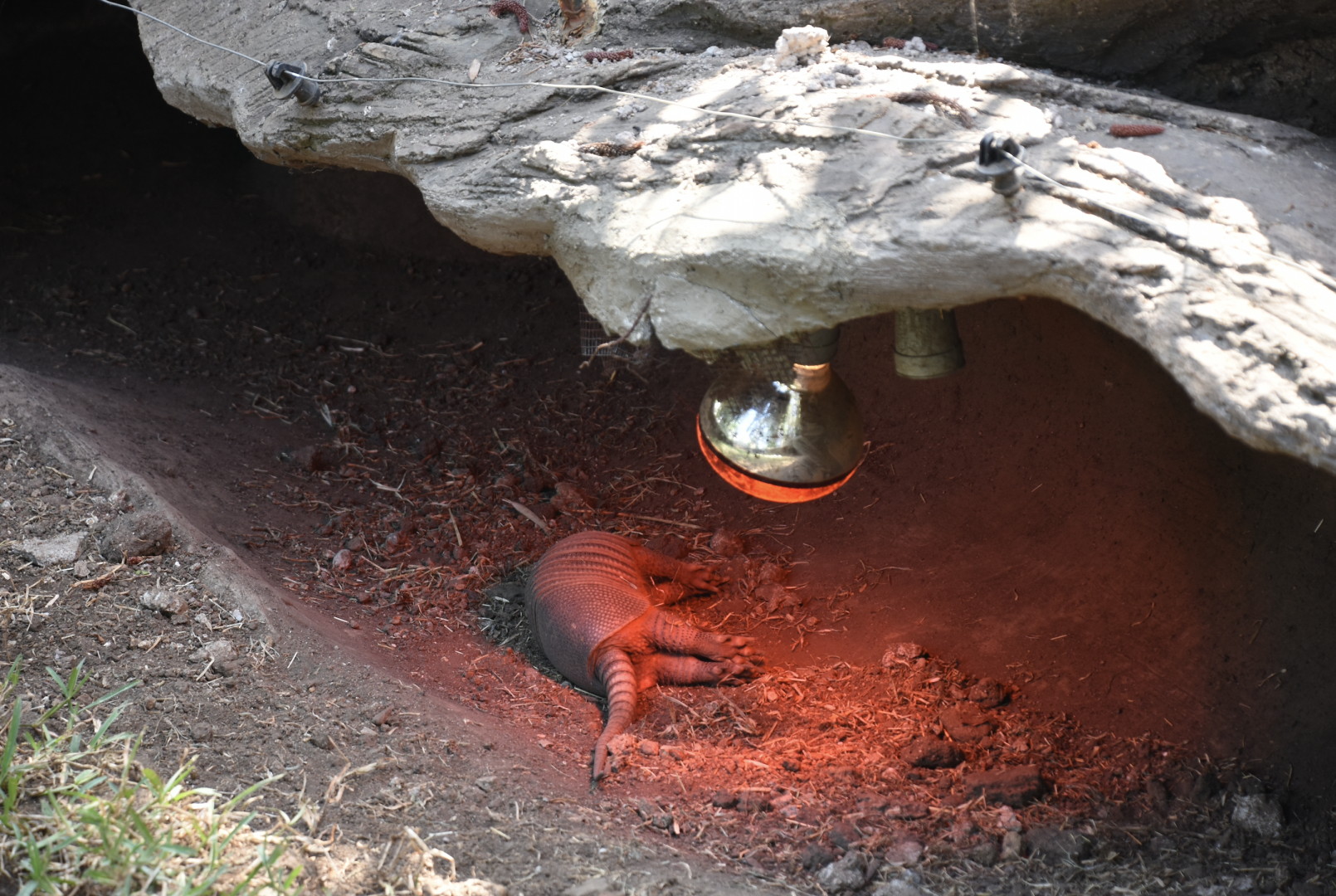 Nine-banded Armadillo (Dasypus novemcinctus)