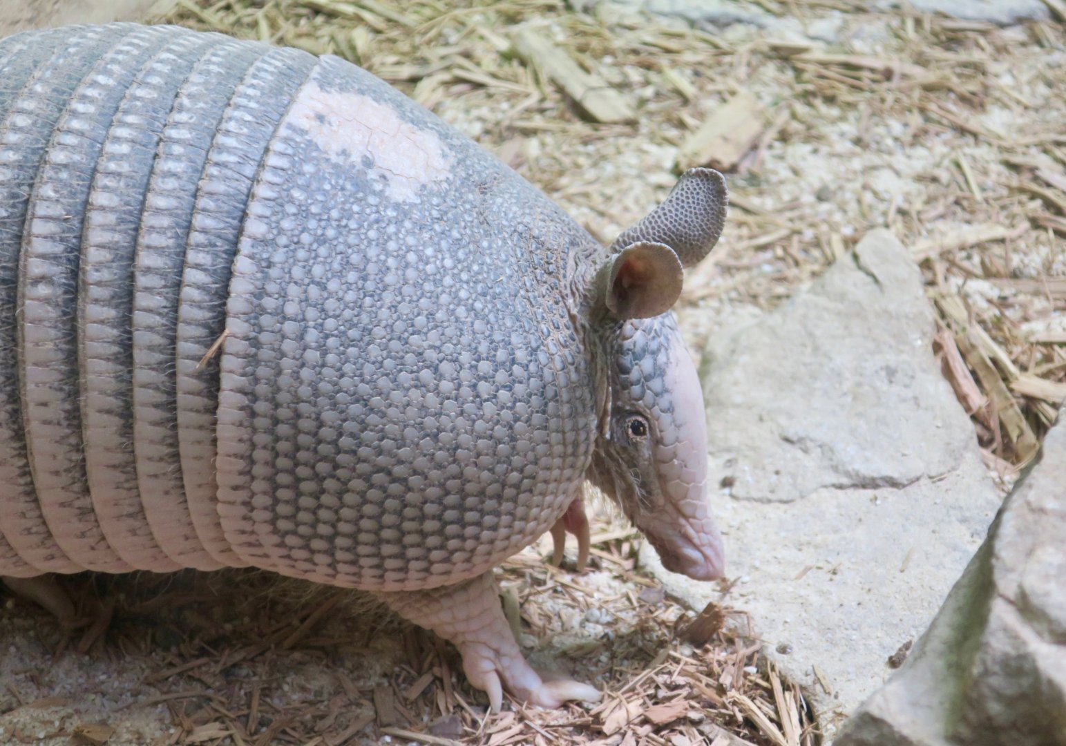Nine-Banded Armadillo (Dasypus novemcinctus)