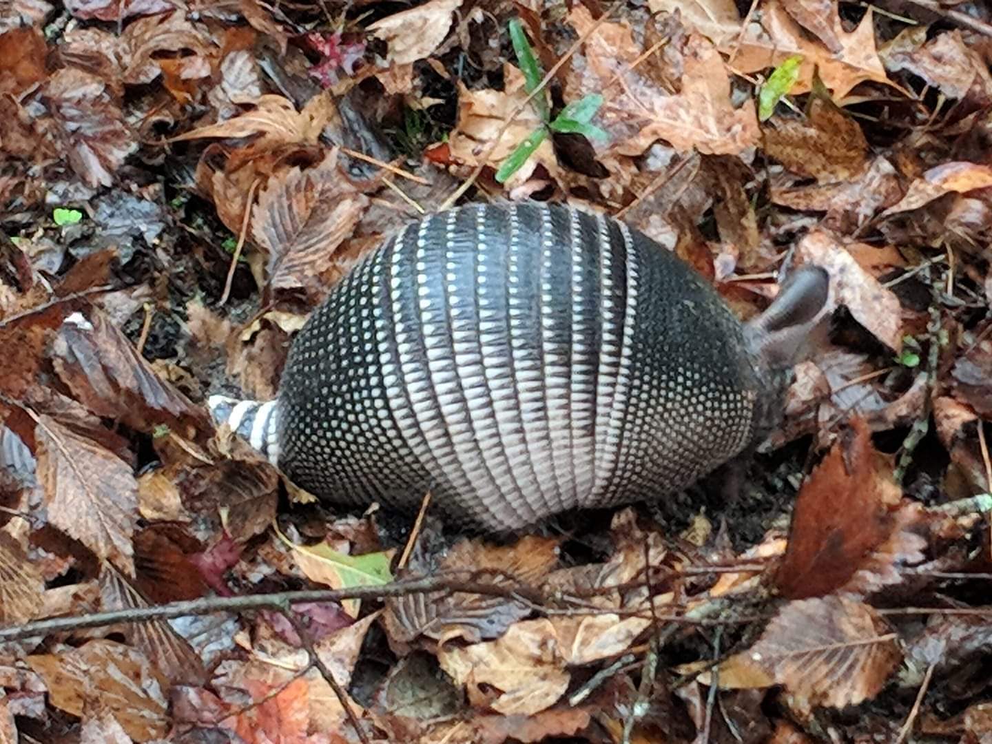 Nine banded armadillo (Dasypus noveminctus)