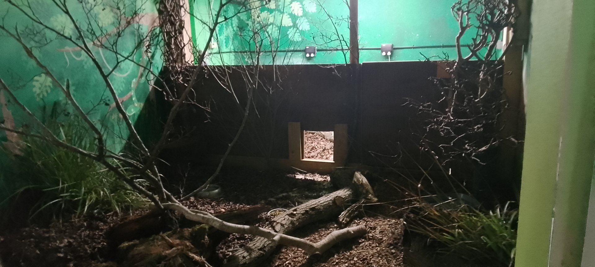 Nine banded armadillo exhibit 150225