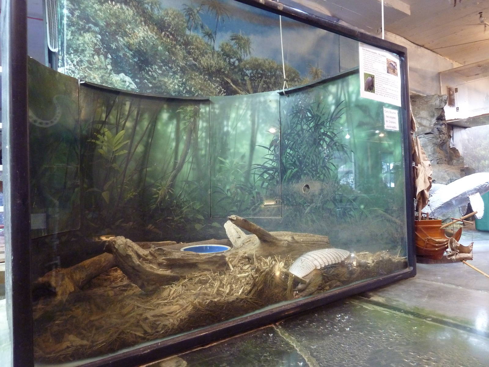 Nine-Banded Armadillo Exhibit