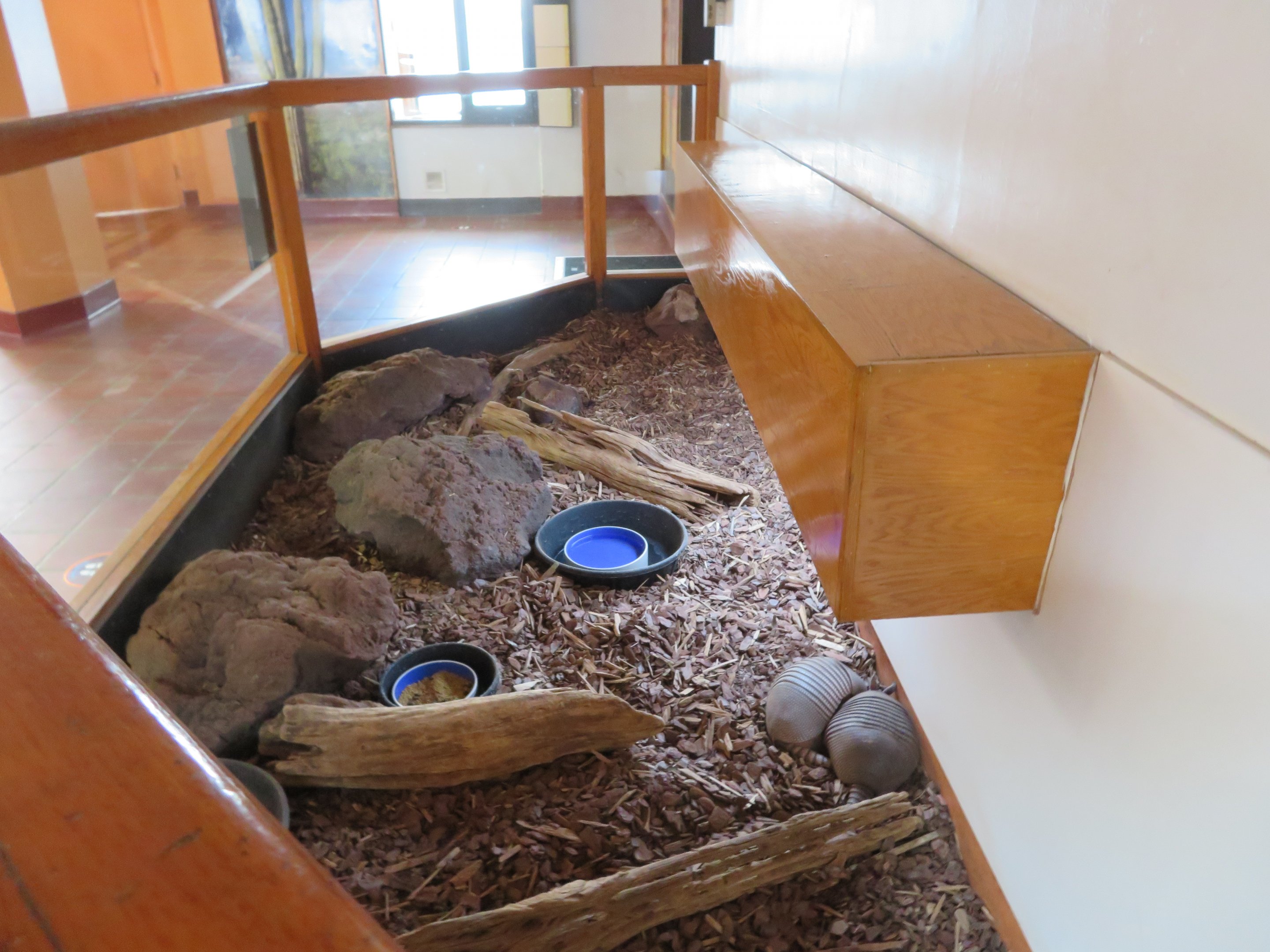 Nine-banded Armadillo Exhibit