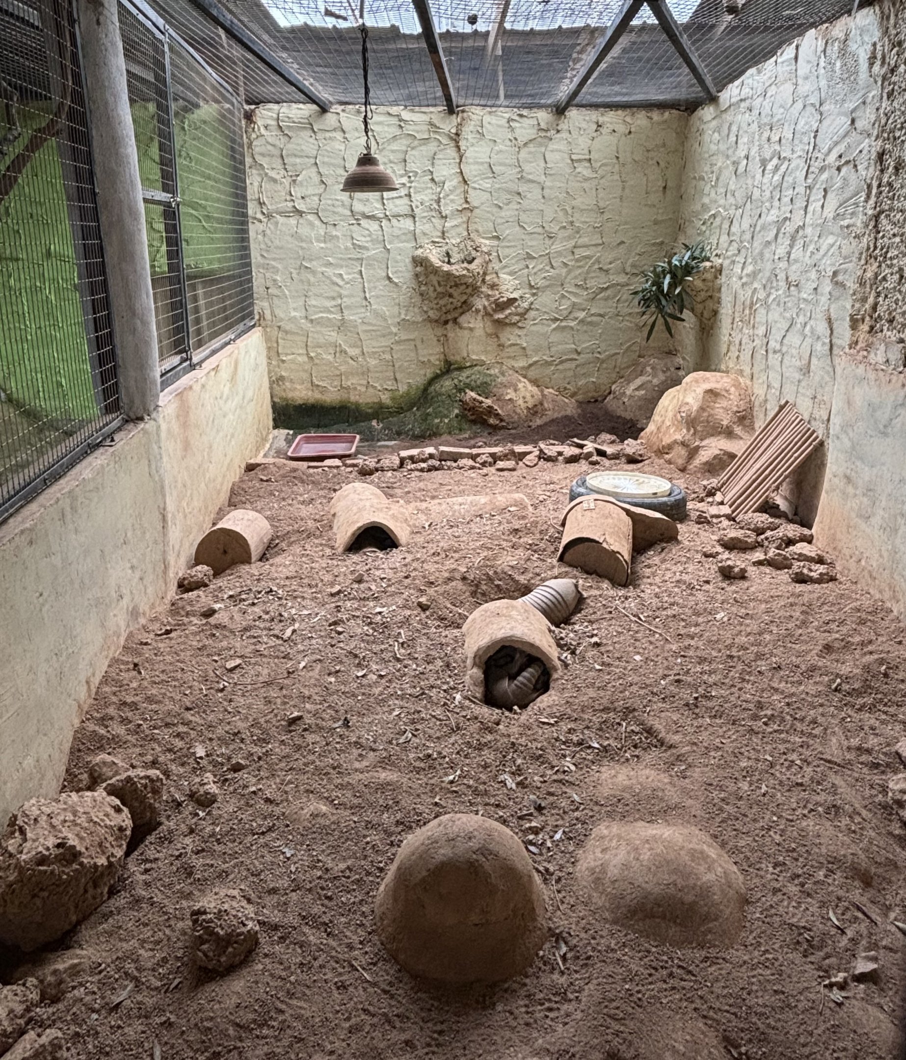 Nine-banded Armadillo Exhibit