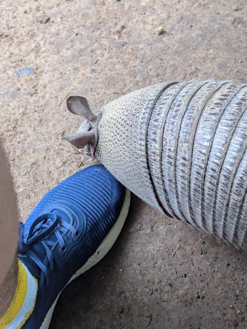 Nine-banded Armadillo Investigates my Shoe