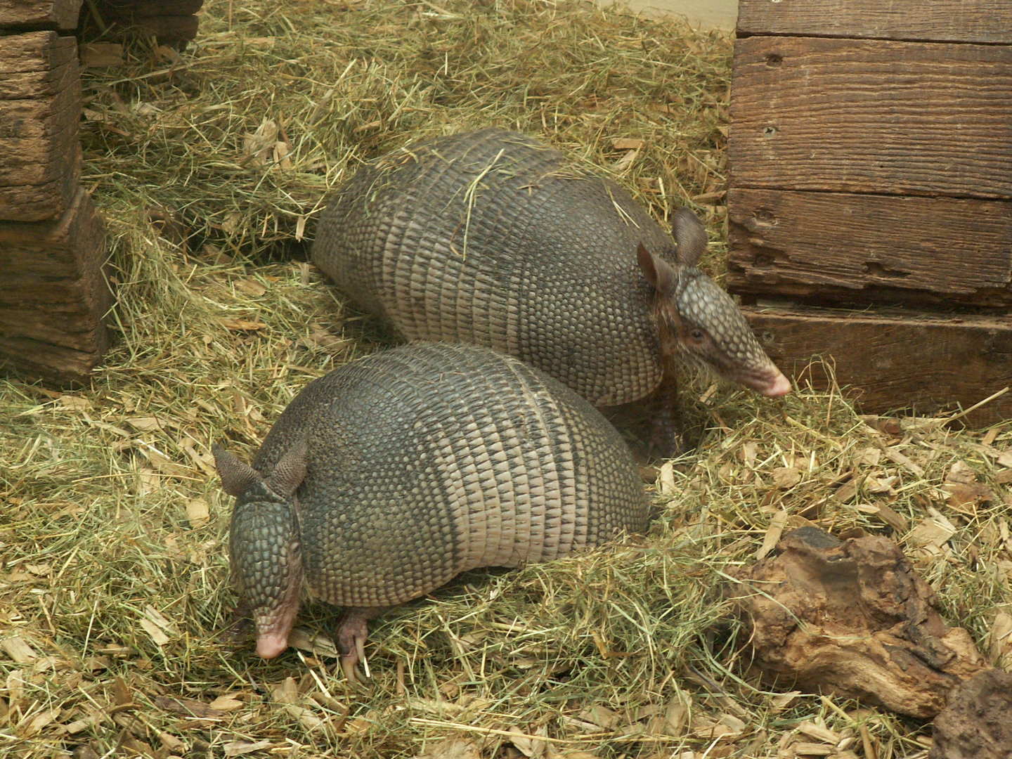 Nine-banded armadillo - July 2010