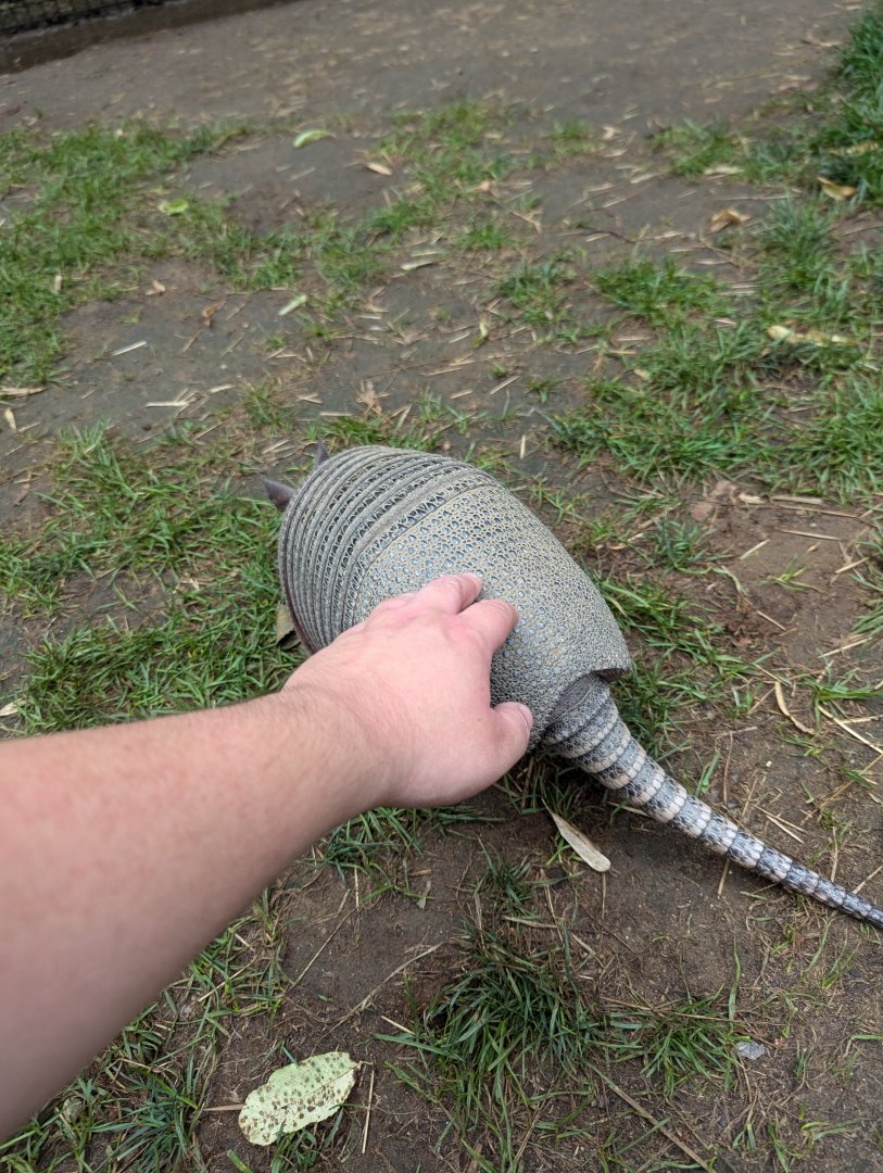 Nine-banded Armadillo Petting