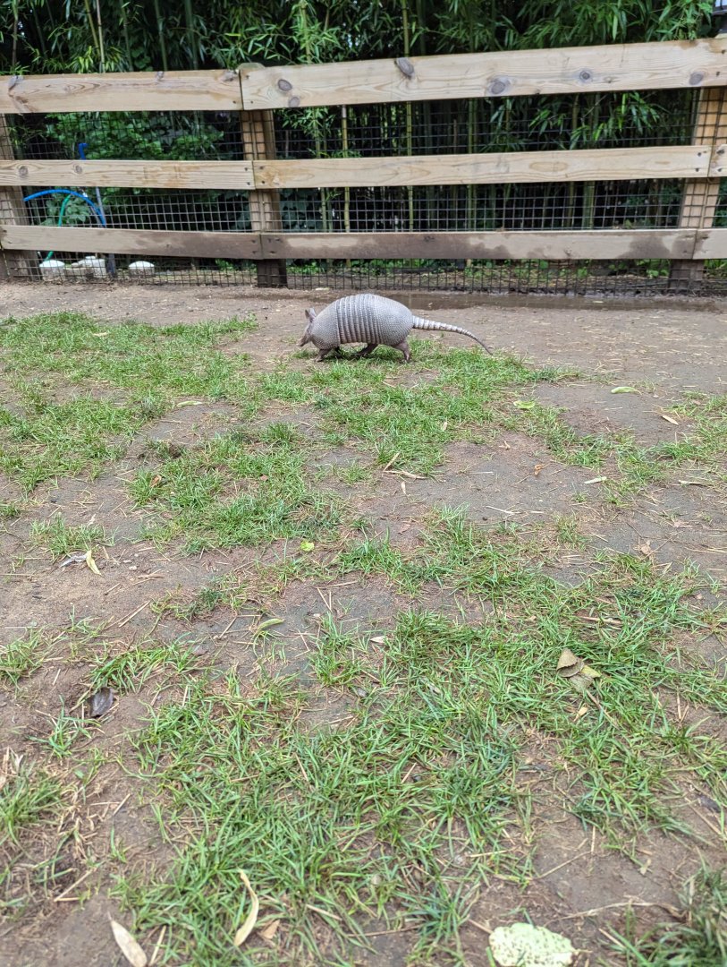 Nine-banded Armadillo Walkthrough Enclosure - Petting Encouraged!