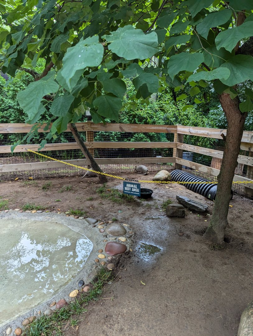 Nine-banded Armadillo Walkthrough Enclosure - Petting Encouraged!