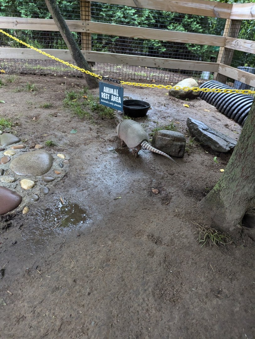 Nine-banded Armadillo Walkthrough Enclosure - Petting Encouraged!