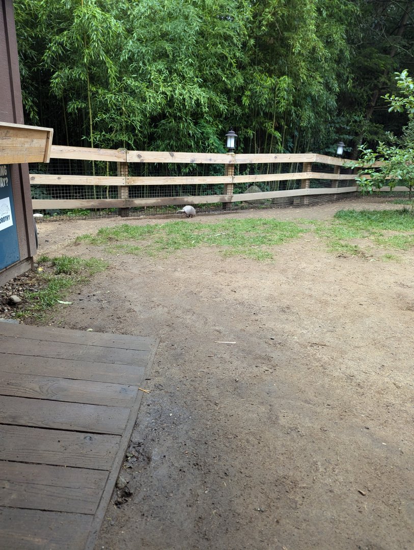 Nine-banded Armadillo Walkthrough Enclosure - Petting Encouraged!