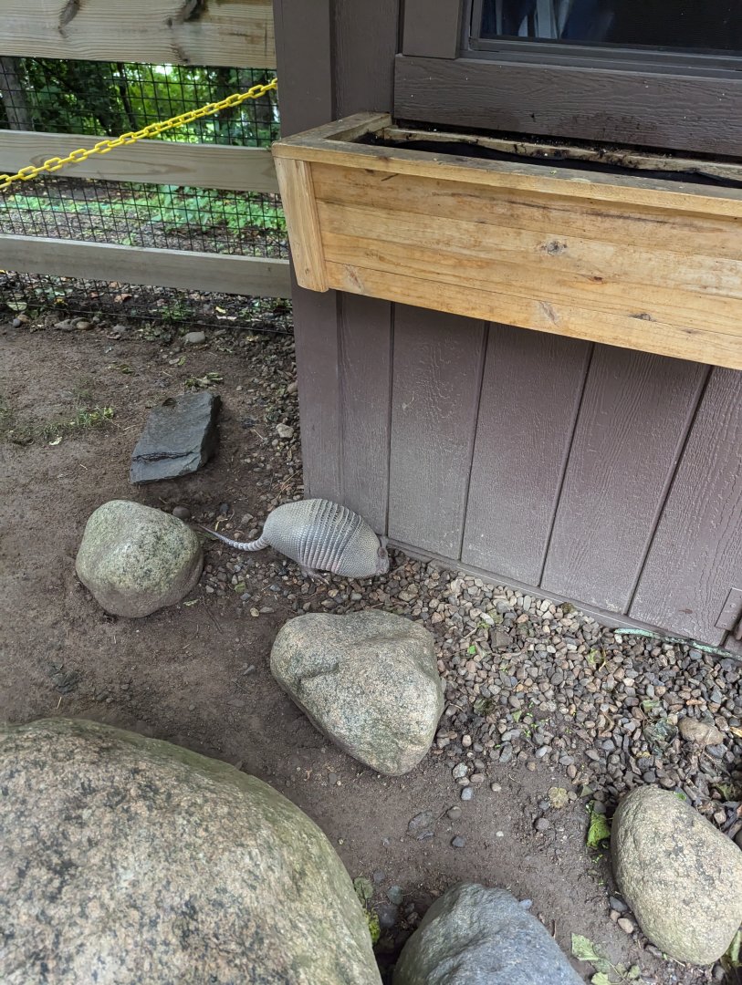 Nine-banded Armadillo Walkthrough Enclosure - Petting Encouraged!