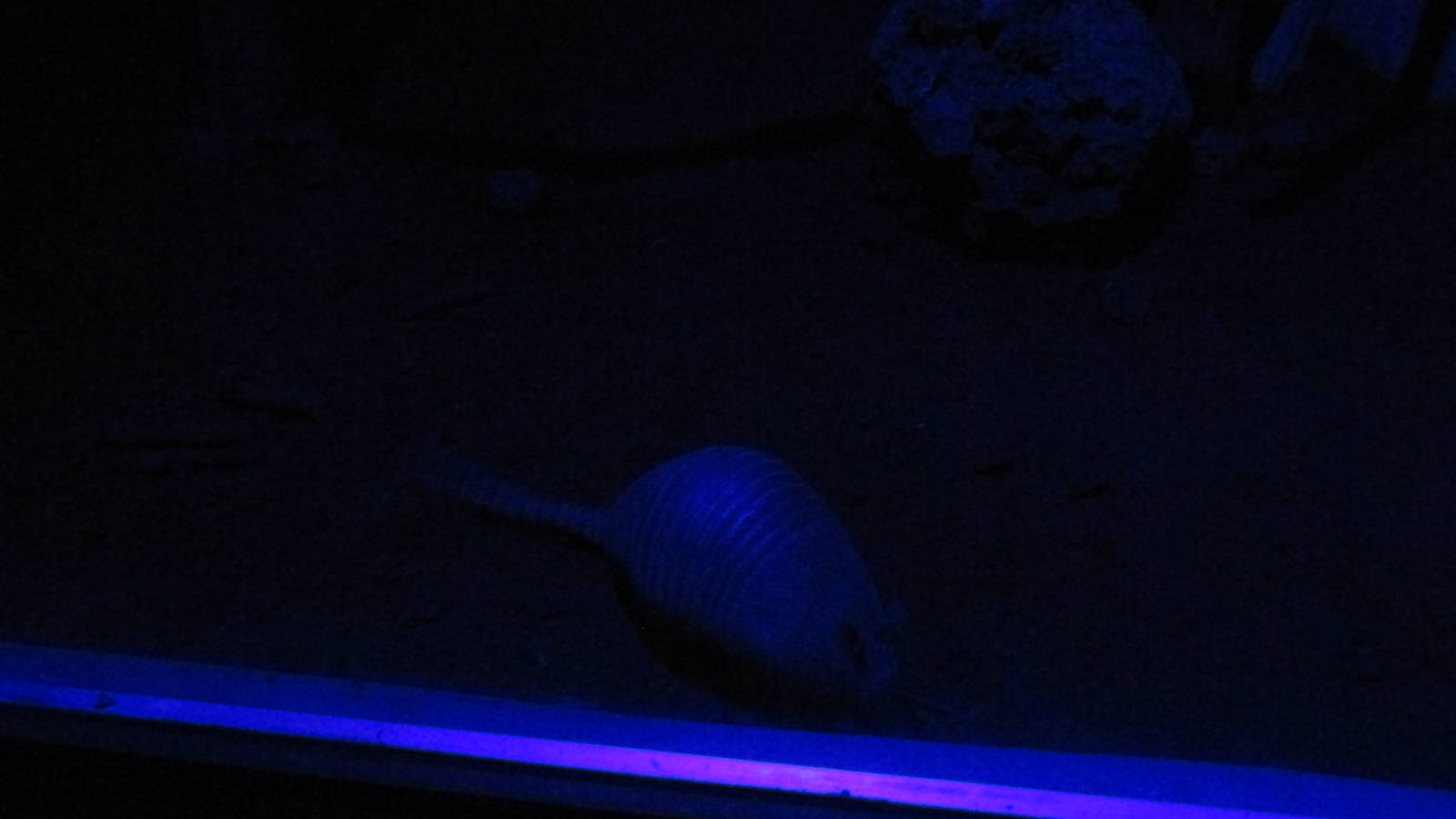 nine banded armadillo zoomat nocturnal house