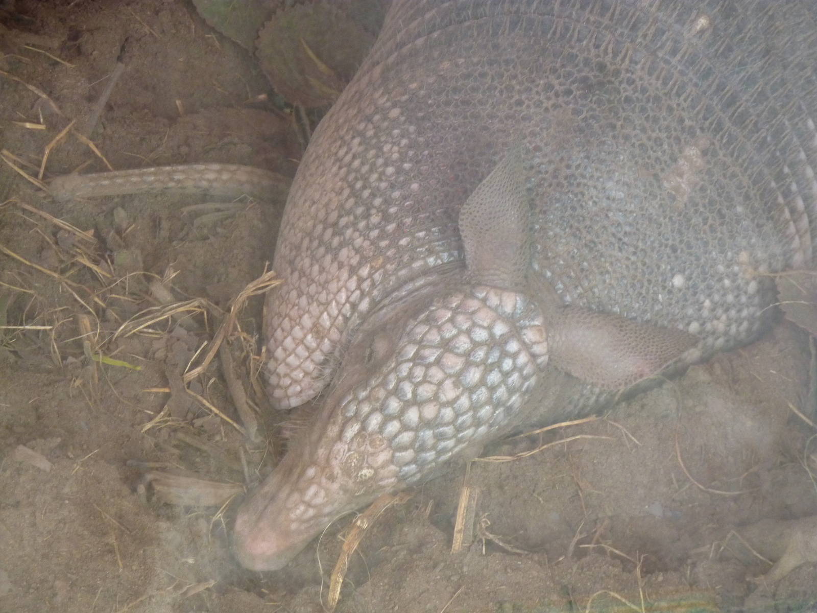 Nine-banded Armadillo