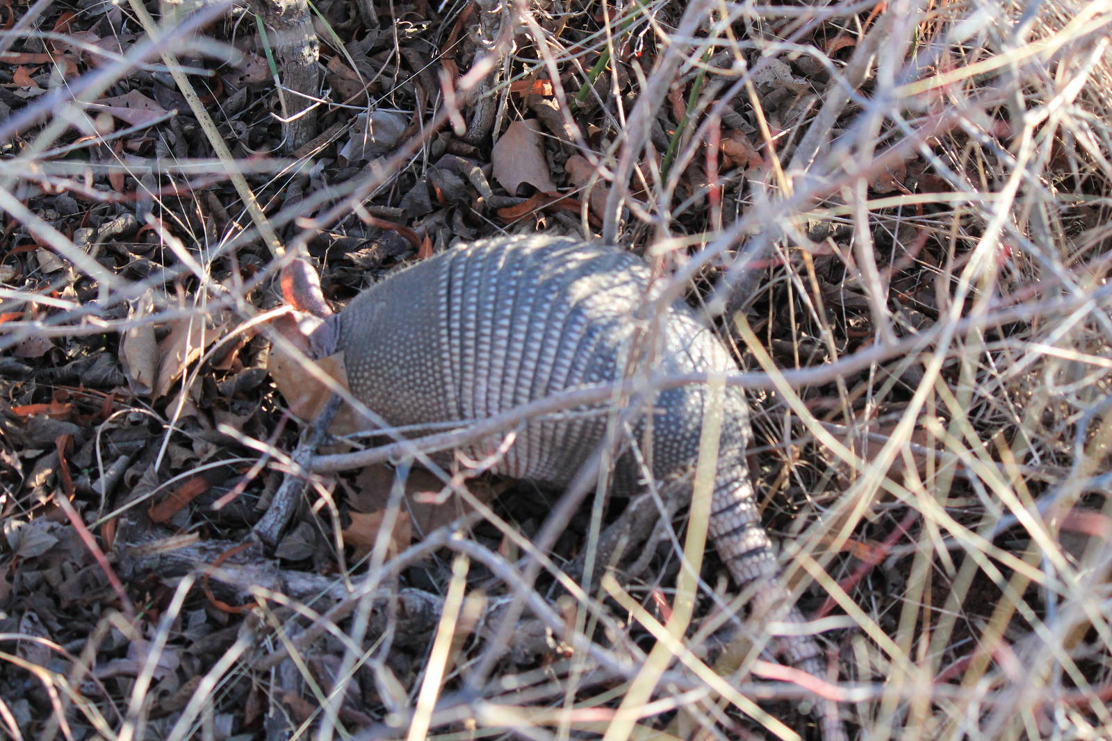 Nine-Banded Armadillo