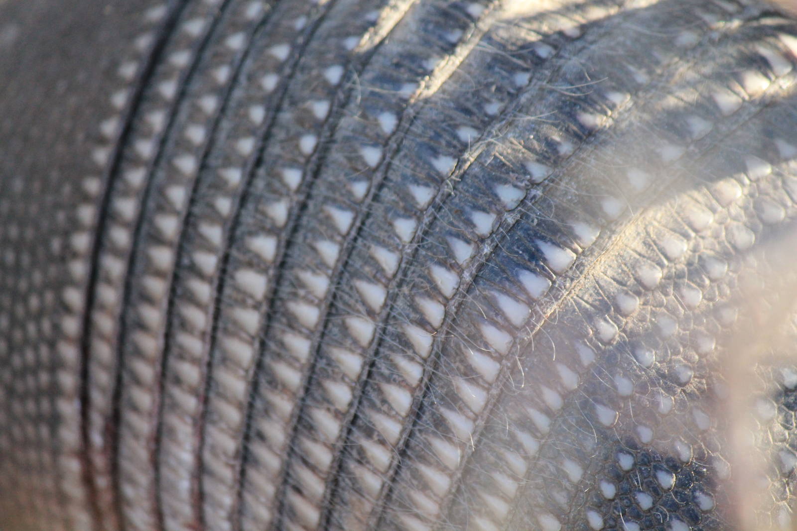 Nine-Banded Armadillo