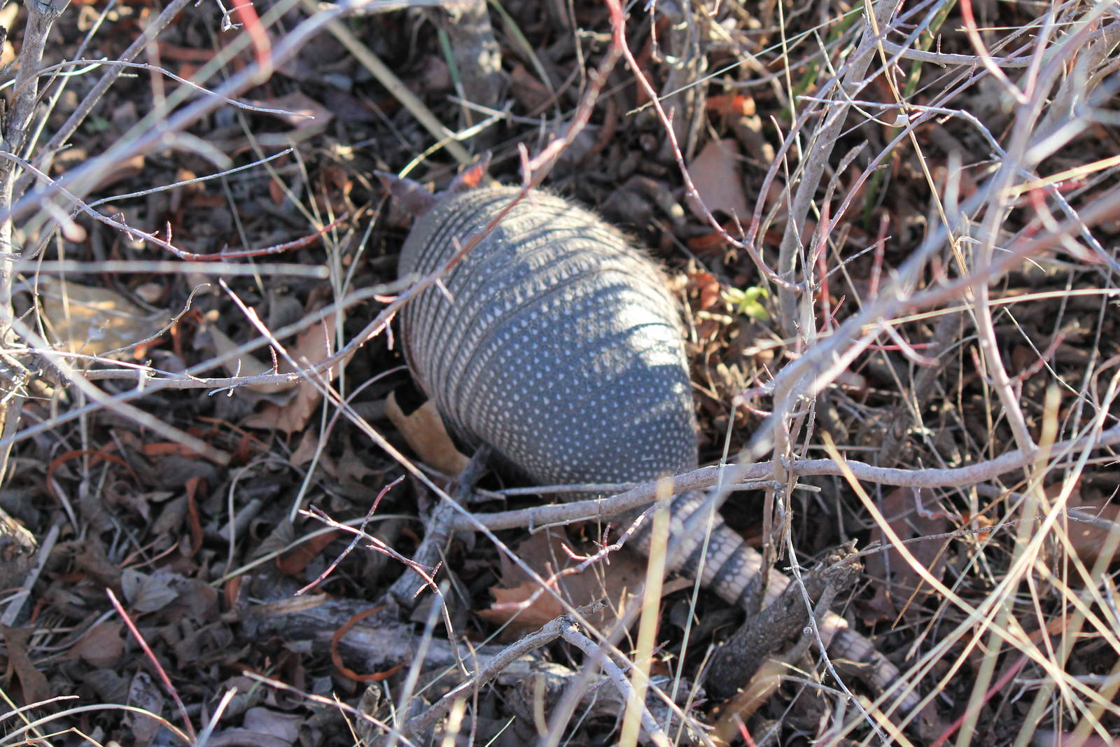Nine-Banded Armadillo