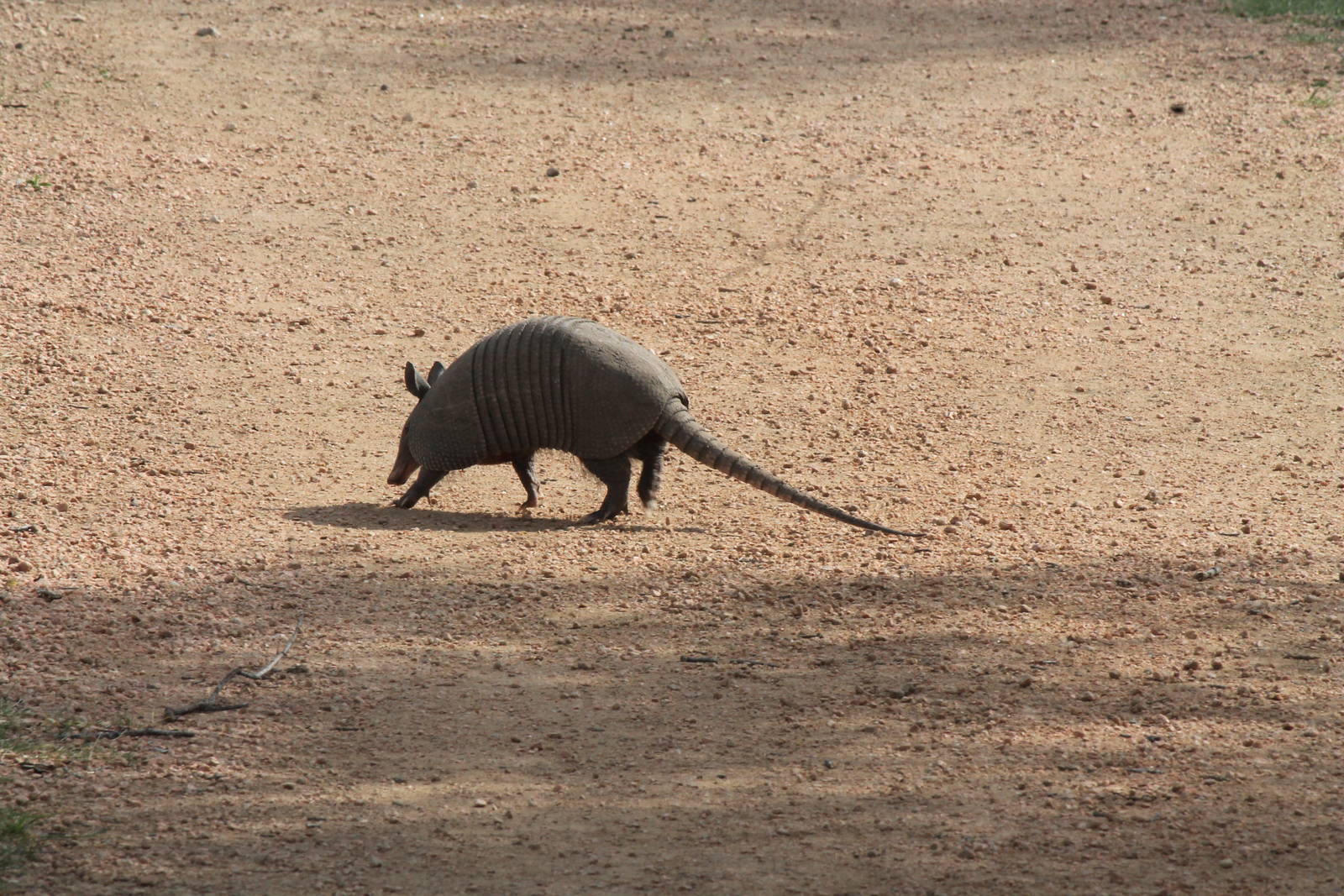 Nine-Banded Armadillo
