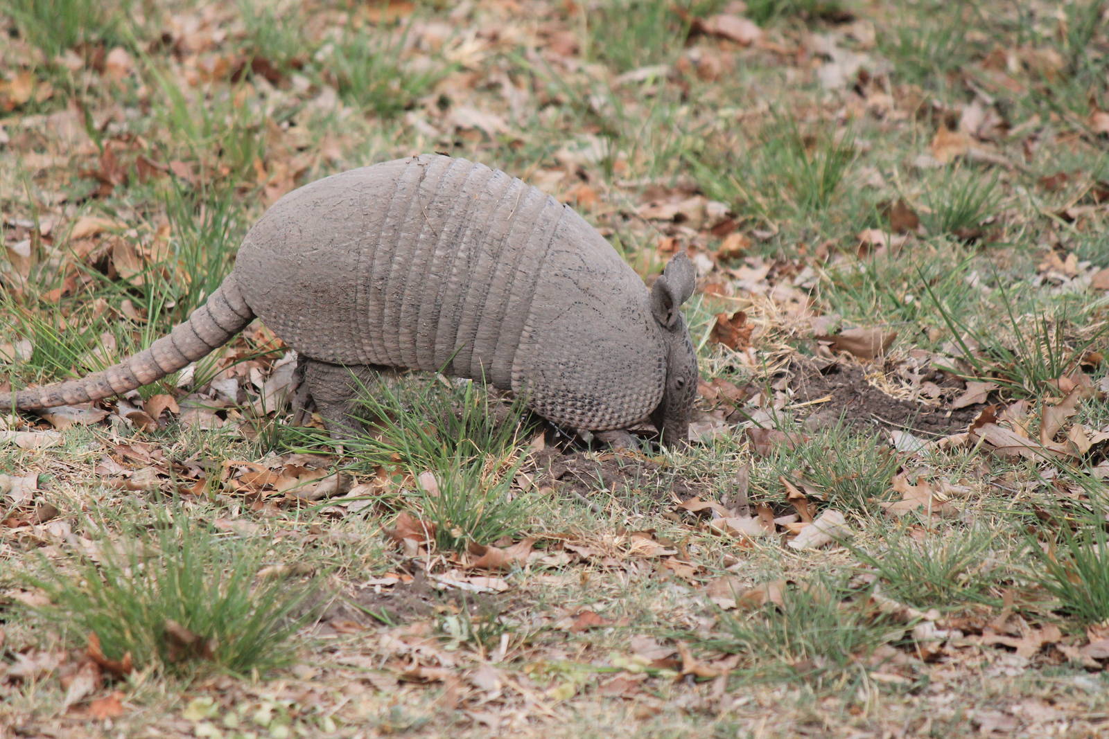 Nine-Banded Armadillo