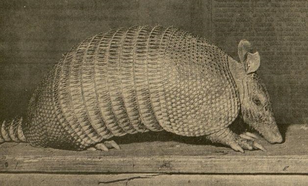 Nine-banded Armadillo