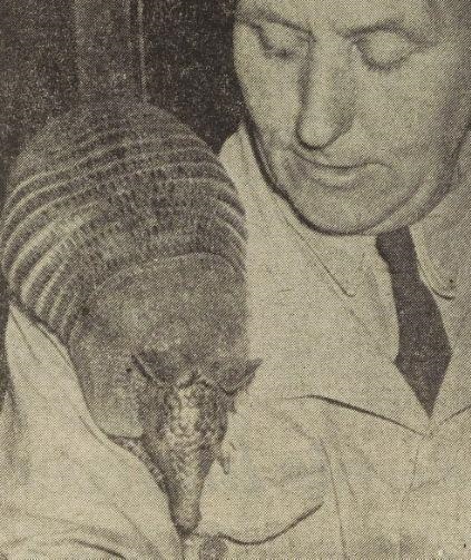 Nine-banded armadillo