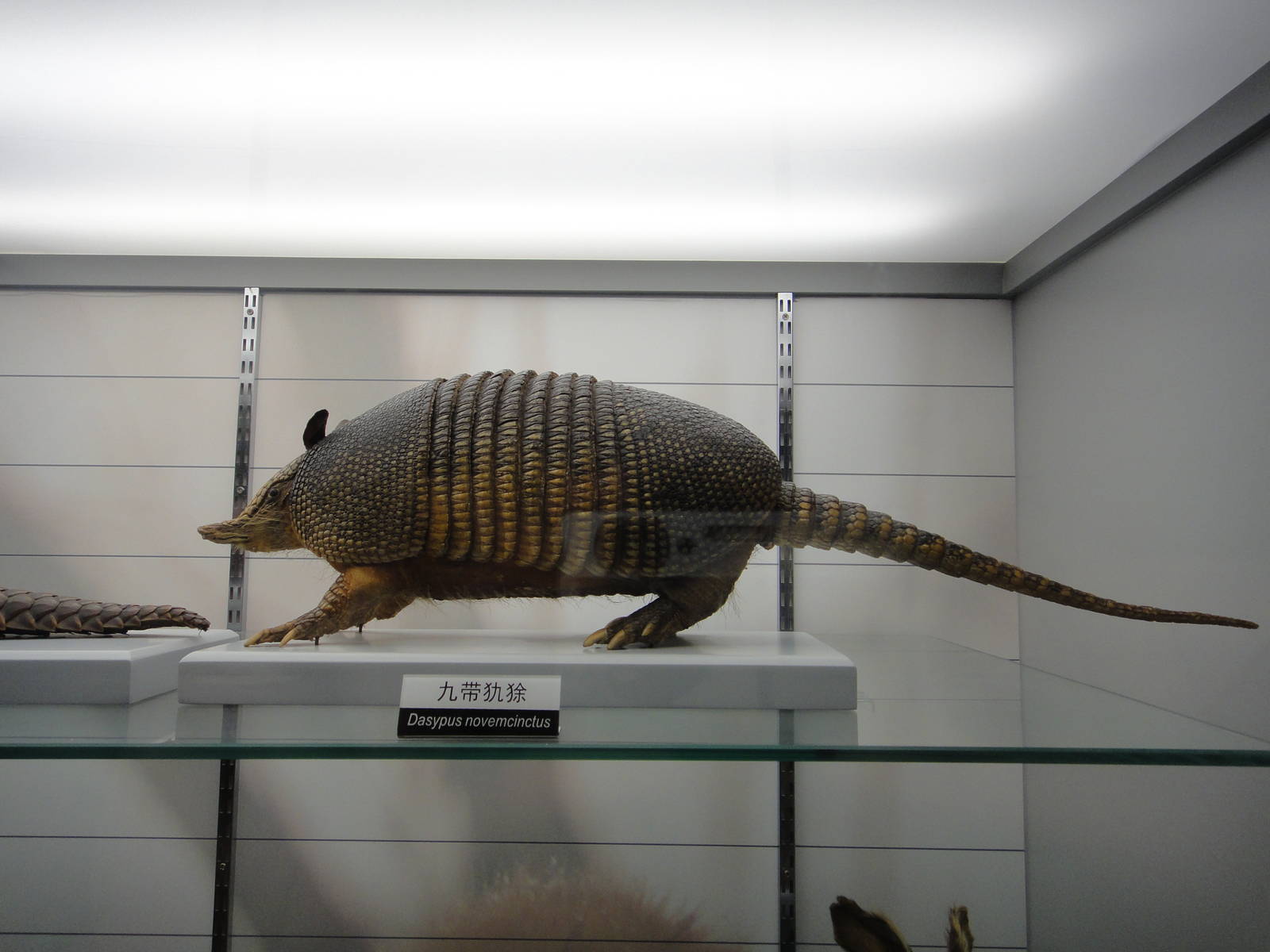 Nine-banded Armadillo