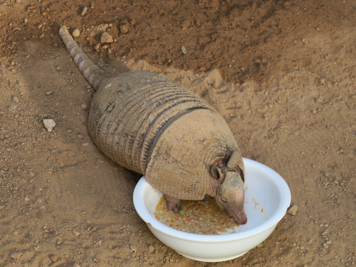 nine-banded armadillo