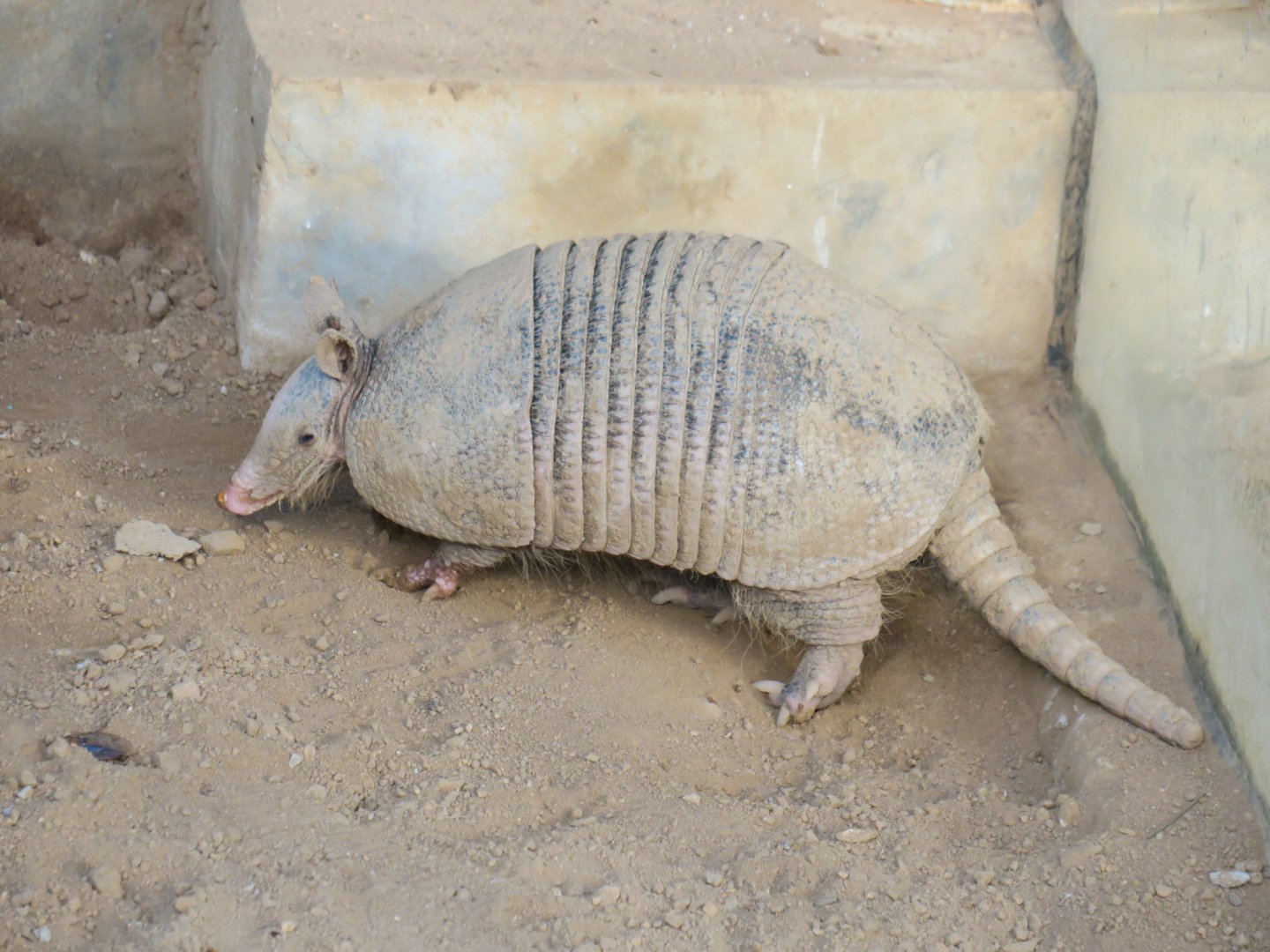 nine-banded armadillo