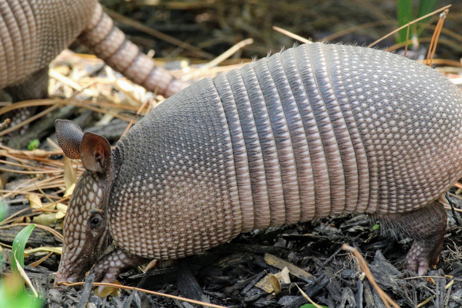 Nine-banded Armadillo