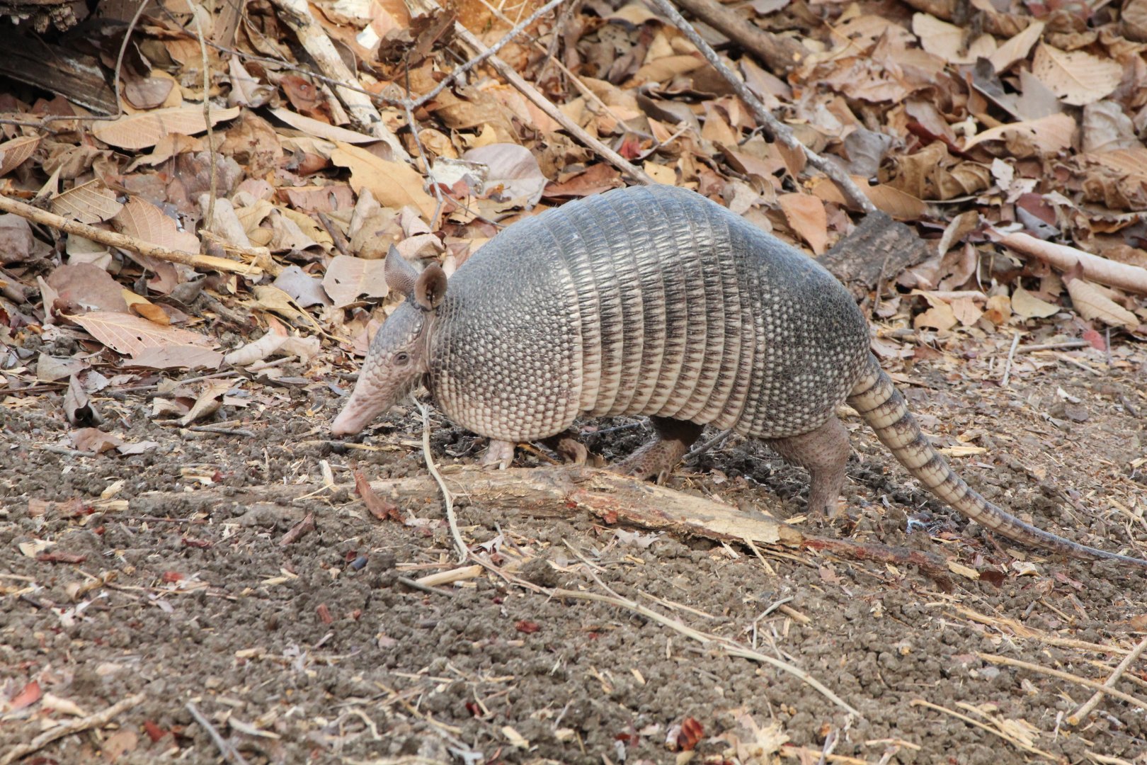 Nine-banded Armadillo