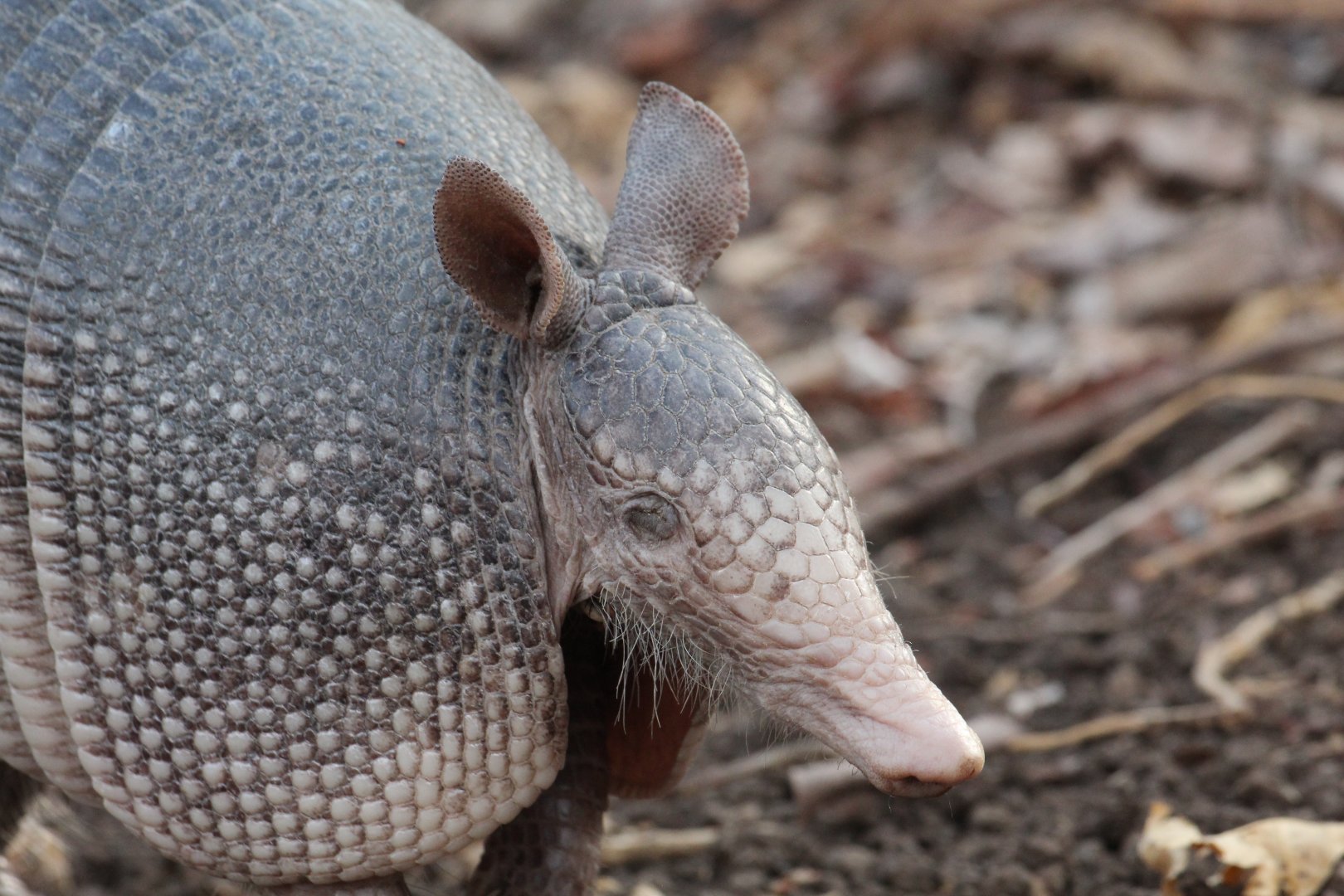 Nine-banded Armadillo
