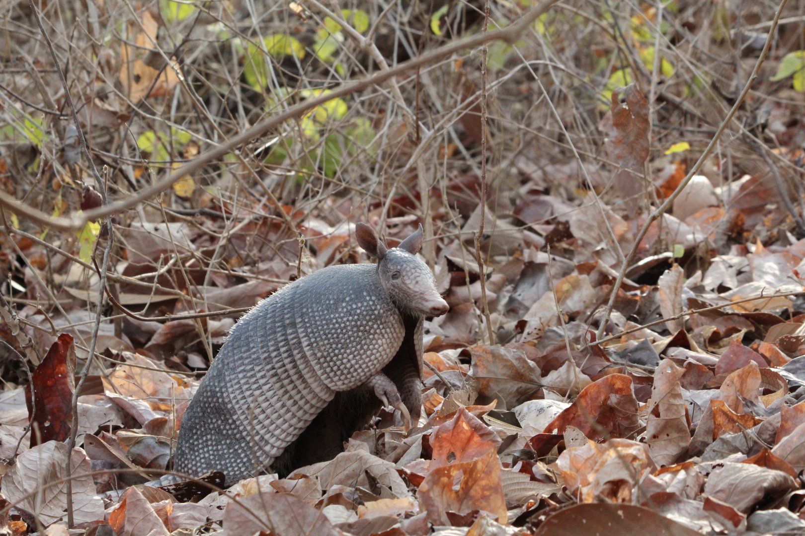 Nine-banded Armadillo