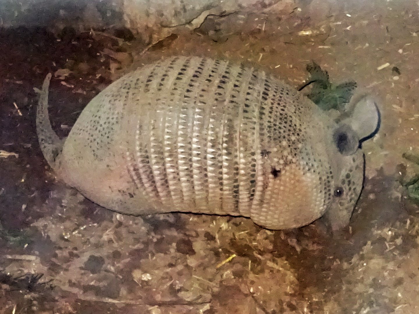 Nine-Banded Armadillo